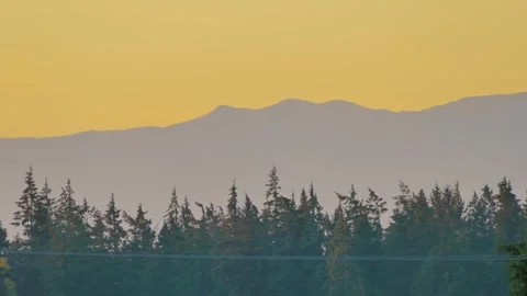 Evergreen Tree Silhouette Stock Videos – Royalty-Free HD & 4K Videos ...