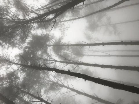 Hazy pine tree forest with sunlight in the autumn morning Stock Photos