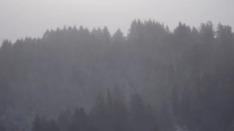 Hazy Pine Trees in Snow Storm Stock Footage 210978961