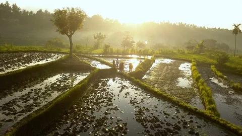 Hazy rice terrace lit with rays of sunlight, drone descends on a farmer and cows 스톡 동영상 89863373