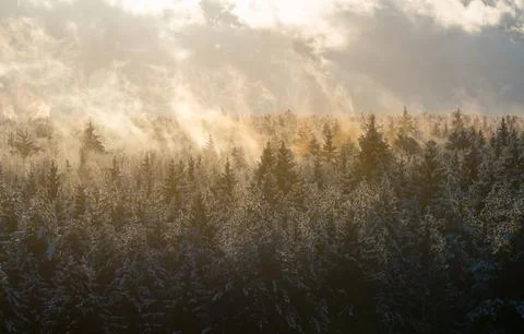 Hazy snowy winter forest dramatic landscape view from high-angle on horizon Stock Photos