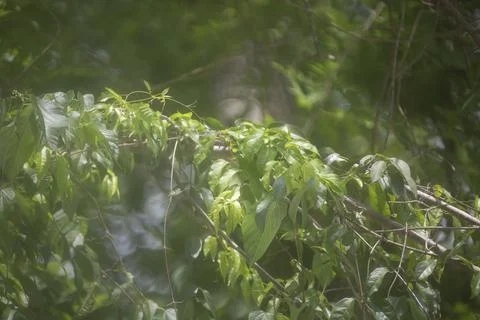 Hazy Spring Day Stock Photos