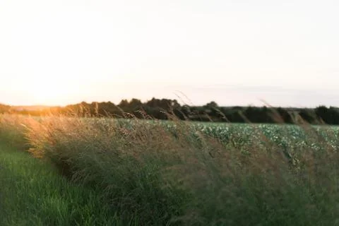 Hazy summers evening Stock Photos
