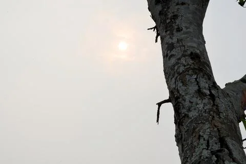 Hazy Sun Behind Tree Trunk in Bright Sky Stock Photos