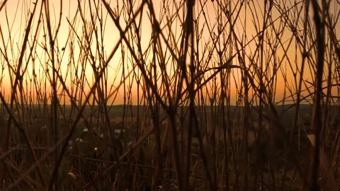 Hazy Sunset Through Vegetation Stock Footage 194544687