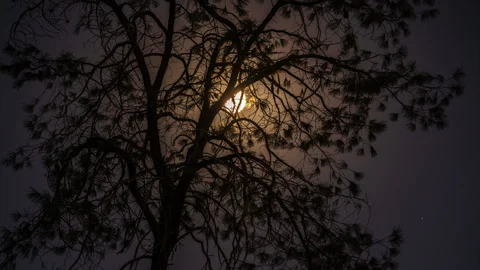 Hazy Super Moon Rises behind Spooky Pine Tree Stock Footage 284614682