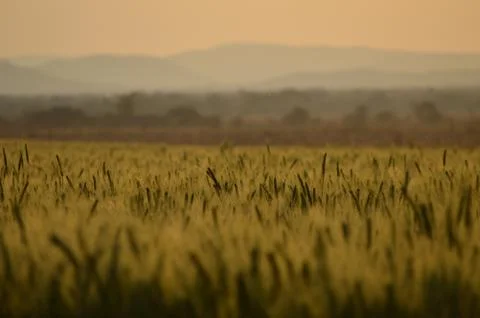 Hazy Wheat Stock Photos
