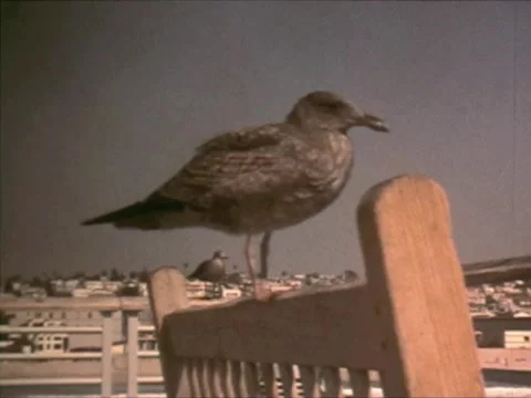 HB19 Stock Footage 1183284