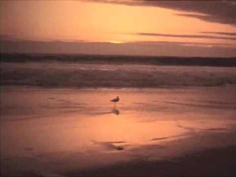 HB7 Stock Footage 1183256