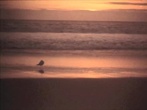 HB8 Stock Footage 1183260