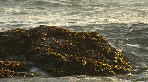 HD 1080 Pacific Ocean Waves Crash Into Rocks Stock Footage 684162