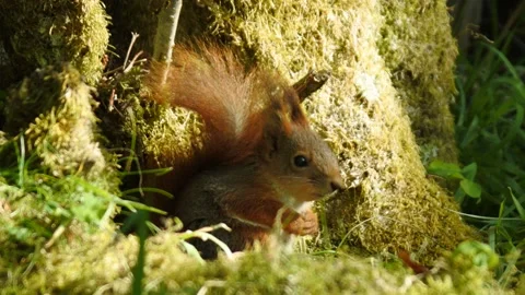 HD 1080 pixel frame height Squirrel in Norway Stock Footage 155124751