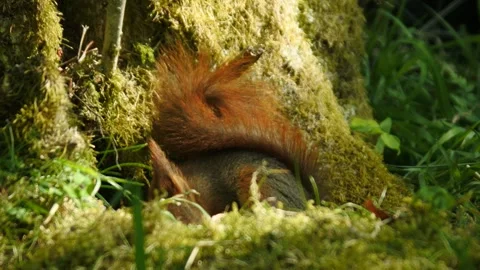 HD 1080 pixel frame height Squirrel in Norway Stock Footage 155124856