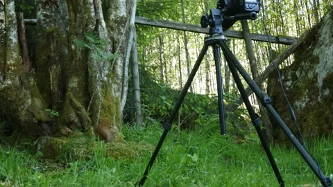HD 1080 pixel frame height Squirrel in Norway Stock Footage 155125013
