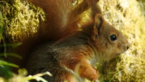 HD 1080 pixel frame height Squirrel in Norway Stock Footage 155125109