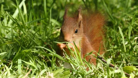 HD 1080 pixel frame height Squirrel in Norway Video stock 155125435