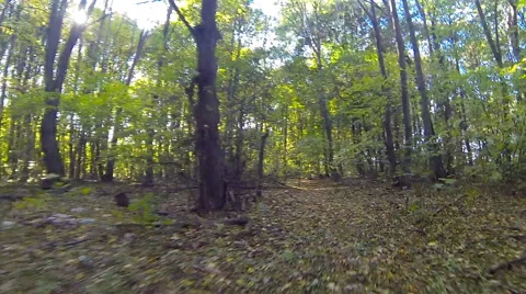 HD 1080 steadicam. Camera fly in forest. Wide angle. Stock Footage 45153434