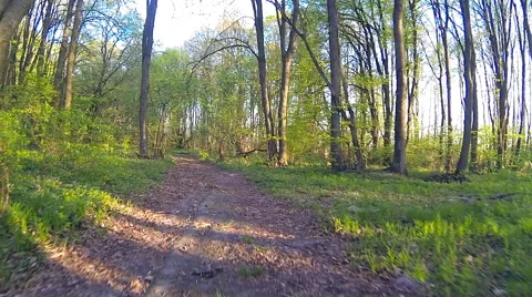 HD 1080 steadicam. Camera fly in forest. Wide angle. Stock Footage 49799047