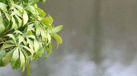 HD 1080p - Spring/Summer - Motion Background Stock Footage 663864