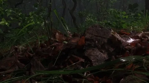HD 1920 man foot trample/ step on rock/stone in Forest walks away Stock Footage 92881796