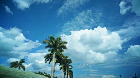 HD 24p driving with palm trees Video stock 705189