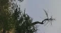 HD 30p close vertical Dead trees on a mountain side on a gloomy day HD Footage