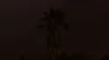 HD 30p tight - Palm tree surrounded by extreme lightning time lapse HD Footage