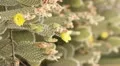 HD 30p vertical Beaver Tail Cactus blossoms bunch open to the sun time lapse HD Footage