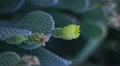 HD 30P vertical Beaver Tail Cactus blossom opens in the morning time lapse Video HD