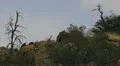 HD 30p wide close Dead trees on a mountain side on a gloomy day HD Footage