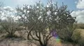 HD 30p zoom in Cholla cactus bush with cloud motion in background time lapse HD Footage