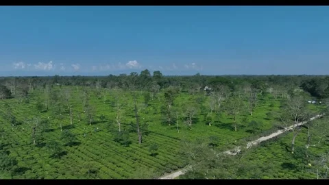 HD  342 Stock Footage 338401025