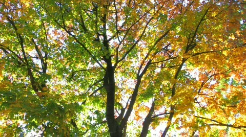 HD Abstract autumnal multi colored tree  Video stock 611702