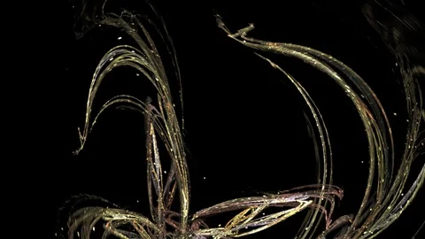 HD Abstract fractal forms morph and oscillate (Loop) Stock Footage 102752492