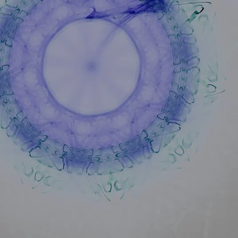 HD Abstract fractal forms morph and oscillate (Loop) Vídeos de archivo 107502043