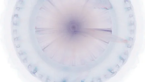 HD Abstract fractal forms morph and oscillate (Loop) Stock Footage 109394085