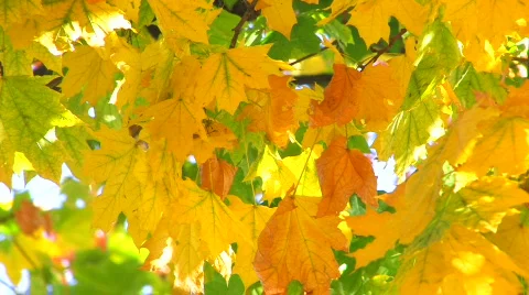HD Abstract image of autumn maple leaves in morning sunlight, closeup  스톡 동영상 611711