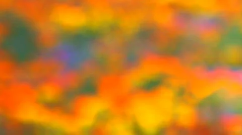 HD Abstract pattern of colorful flowerbed, with very shallow DOF Stock Footage 611806