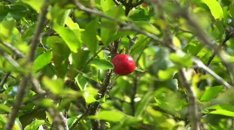 HD Acelora Cherry Stock Footage 726858