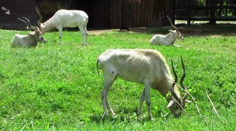 HD: Addax Antelopes Stock Footage 7906113