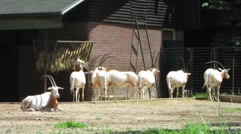 HD: Addax Antelopes Stock Footage 7906129