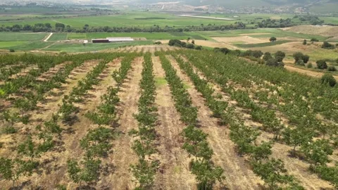 HD Aerial Drone View of Walnut Tree Orchard on Rural Hillside Stock Footage 322701023
