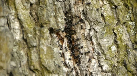 HD - anthill in the tree Stock Footage 7756205