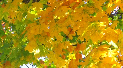 HD Autumn multi colored maple tree branch in sunlight Stock Footage 611717