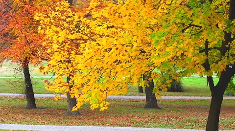HD: Autumn red maple leaves with yellow foliage in the background, 1920x1080 Stock Footage 48532054