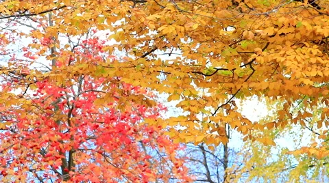HD: Autumn red maple leaves with yellow foliage in the background, 1920x1080 库存影片 49044055