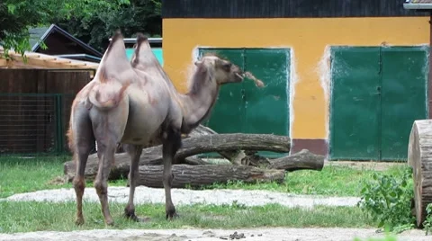HD: Bactrian Camel Stock Footage 7906058