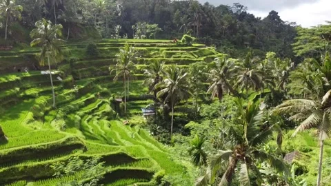 HD bali teracce 库存影片 241168537