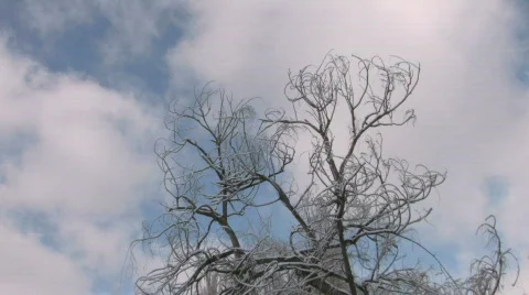 HD Bare winter tree with frozen twigs on cloudscape background Stock-Footage 741883
