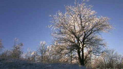 HD Bare winter tree at sunset Video stock 623586